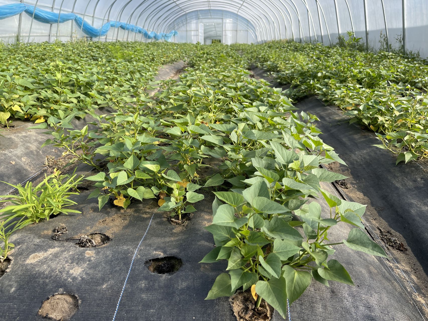 蔬菜有必要使用真空預(yù)冷機(jī)嗎？